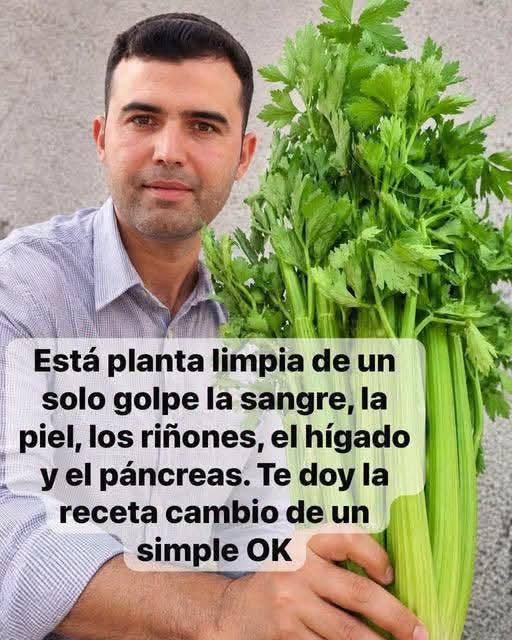 5 razones para beber té de apio