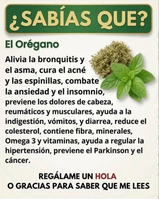 Orégano: beneficios reales, usos tradicionales y lo que la ciencia no ha demostrado